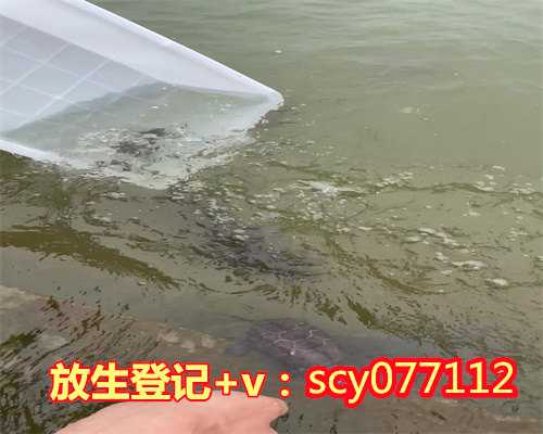 九种放生鸟类的方法，中国第八大淡水湖乌梁素海湿地鸟类种类明显增加