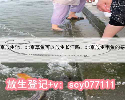 北京放生池，北京草鱼可以放生长江吗，北京放生甲鱼的感应
